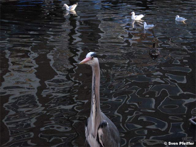 Heron bloks the road