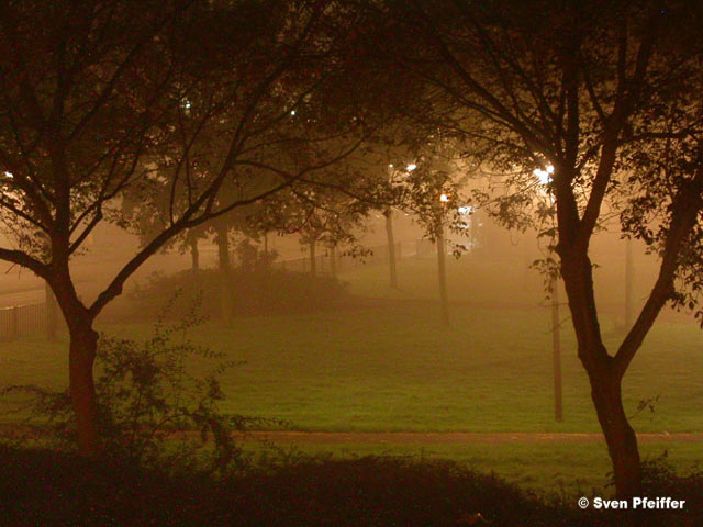 fog in the park