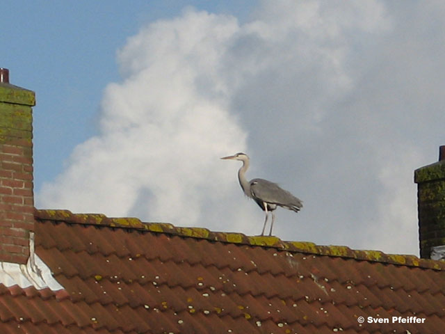 heron on roof