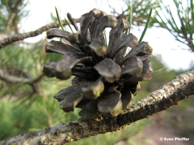 macro at calserrat