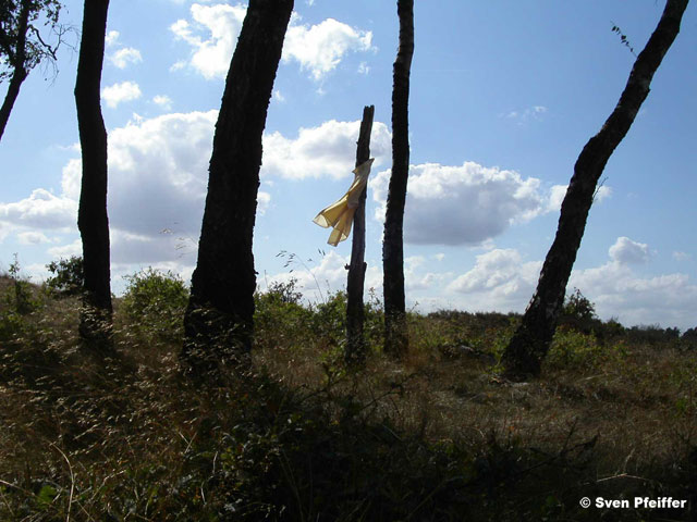 shirt in the tree  near Apeldoorn
